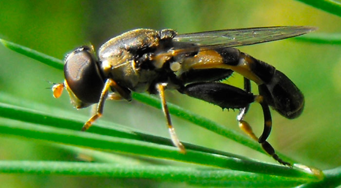 Qu'est-ce que l'asperge blanche et pourquoi est-elle de cette couleur