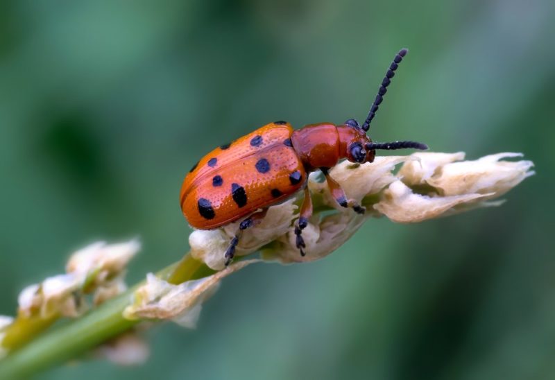 Qu'est-ce que l'asperge blanche et pourquoi est-elle de cette couleur