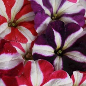 Description, variétés, culture de Gioconda petunia