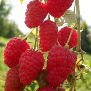 Caractéristiques et description des meilleures variétés de framboises