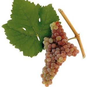 Quels sont les cépages autochtones et quels sont les plus appréciés