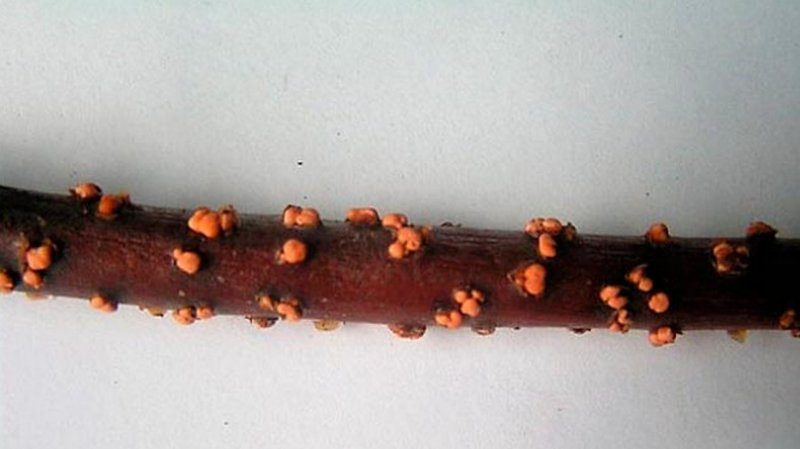 Pourquoi les groseilles ont des feuilles pâles, que faire et comment y remédier