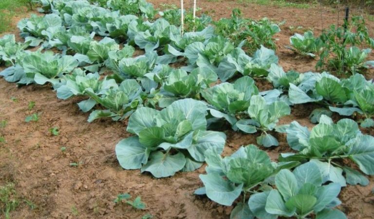 Comment prendre soin du chou à l'extérieur