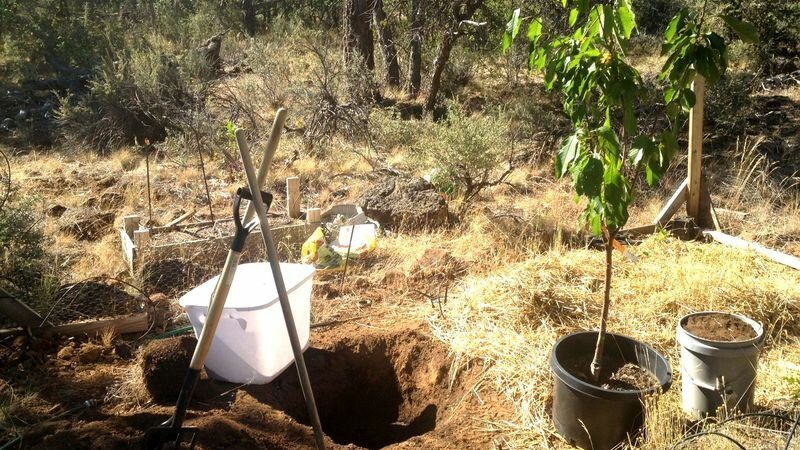Est-il possible de planter des cerises en juillet et comment le faire correctement: instructions et conseils de jardiniers expérimentés