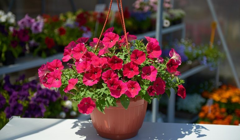 Comment, quand et comment nourrir les pétunias pour une floraison luxuriante