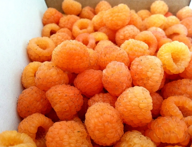 Caractéristiques et description des meilleures variétés de framboises