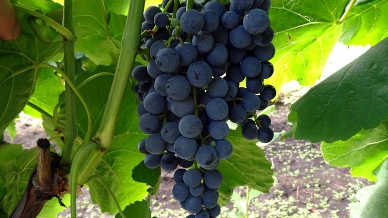 Top meilleurs cépages pour la Russie centrale