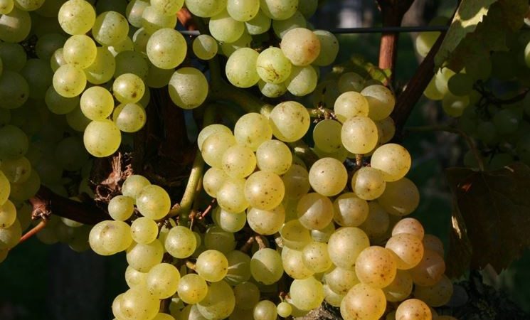 Quels sont les cépages autochtones et quels sont les plus appréciés