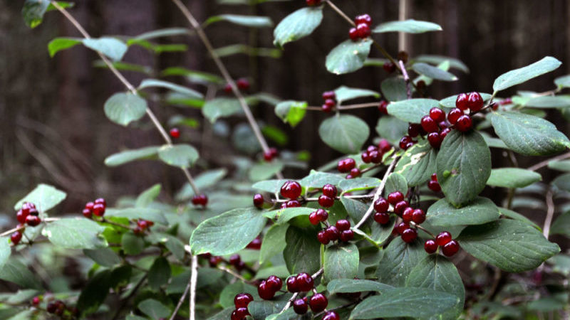 À quoi ressemble le chèvrefeuille non comestible et comment le distinguer du chèvrefeuille comestible