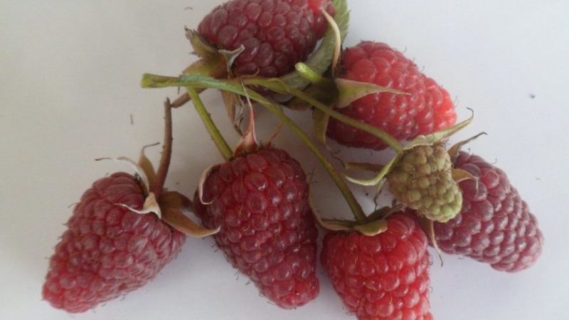 Caractéristiques et description des meilleures variétés de framboises