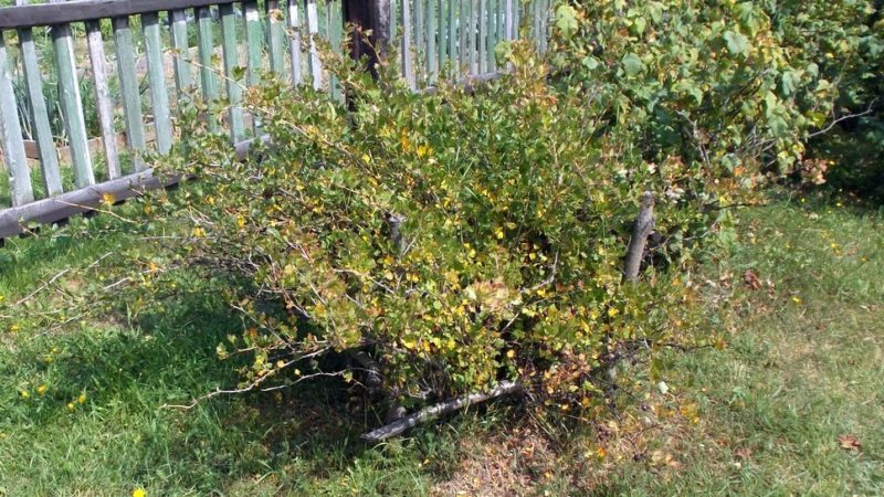 Comment, quand et comment transformer les groseilles à maquereau des chenilles, s'il y a déjà des baies