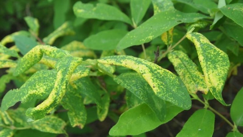 Pourquoi les feuilles de chèvrefeuille jaunissent en juin et comment y remédier