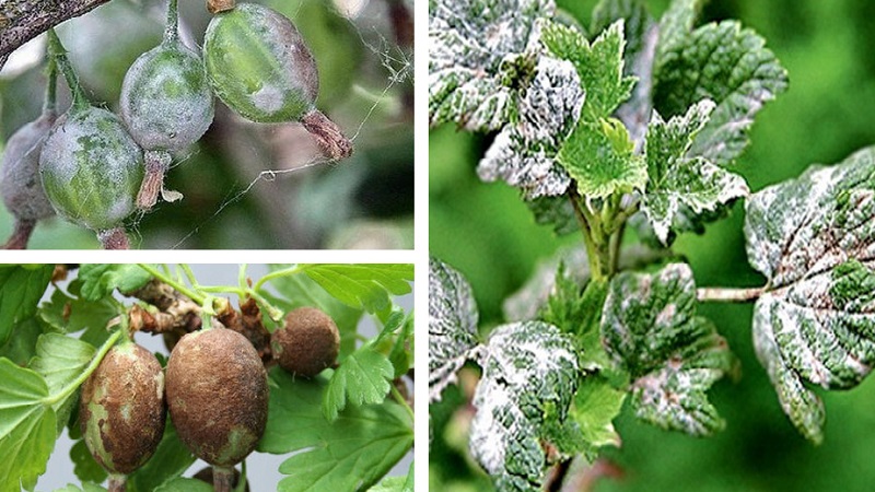 Comment faire face à la moisissure de la groseille à maquereau