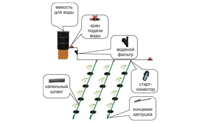 Instructions pour l'arrosage des framboises en été: fréquence, abondance et méthodes