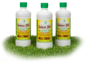 Comment tailler correctement les framboises en été en juillet et pourquoi vous en avez besoin