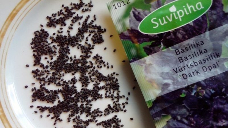 Raisons pour lesquelles le basilic pousse mal et que faire à ce sujet