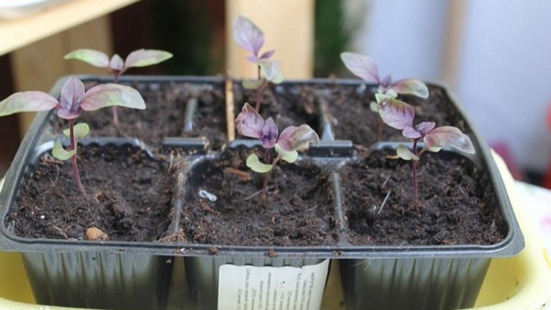 Raisons pour lesquelles le basilic pousse mal et que faire à ce sujet