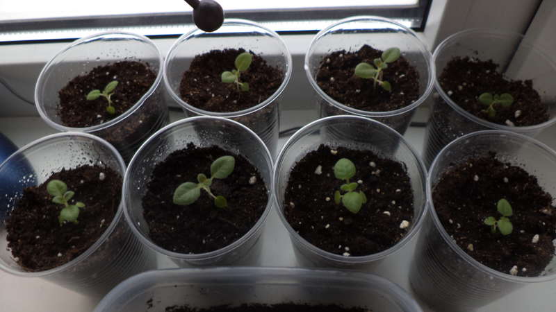 Raisons pour lesquelles le basilic pousse mal et que faire à ce sujet