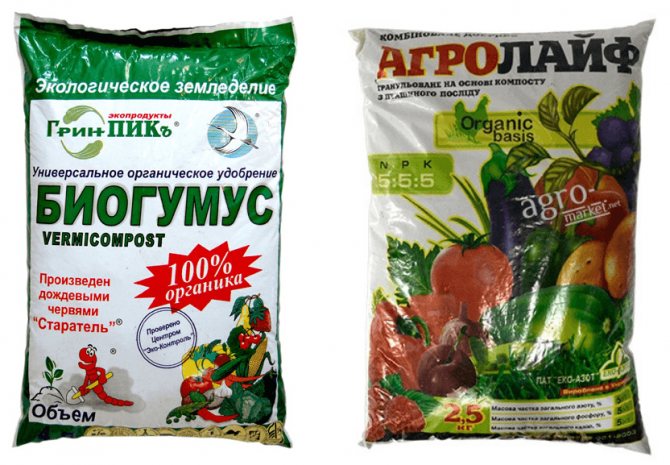 Raisons pour lesquelles le basilic pousse mal et que faire à ce sujet