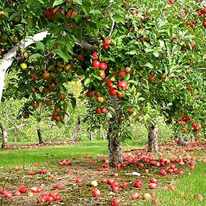 Conseils de jardinage expérimentés