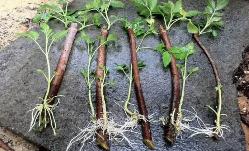 Instructions pour l'élevage de framboises en été par boutures pour les jardiniers débutants