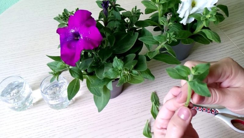 Cultiver des pétunias ampelous et des soins: pincer pour une magnifique floraison luxuriante