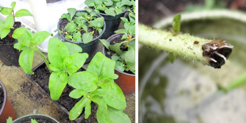 Cultiver des pétunias ampelous et des soins: pincer pour une magnifique floraison luxuriante