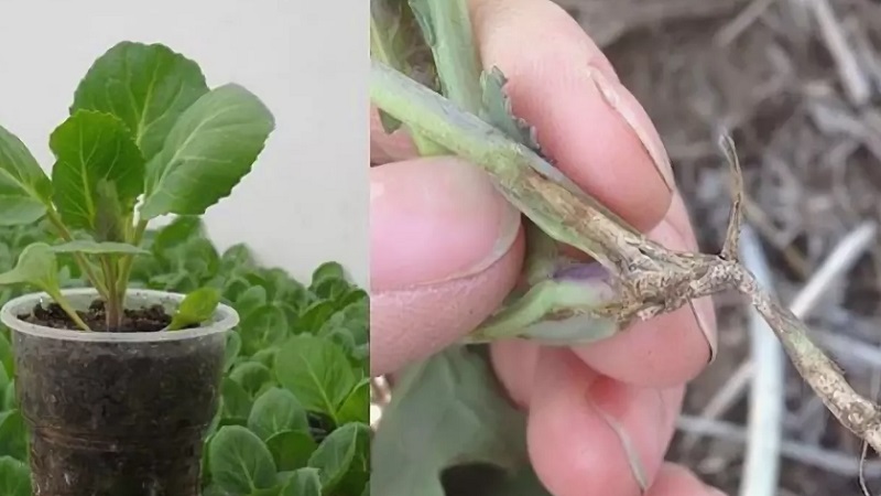 Que faire lorsque le chou pourrit sur la vigne