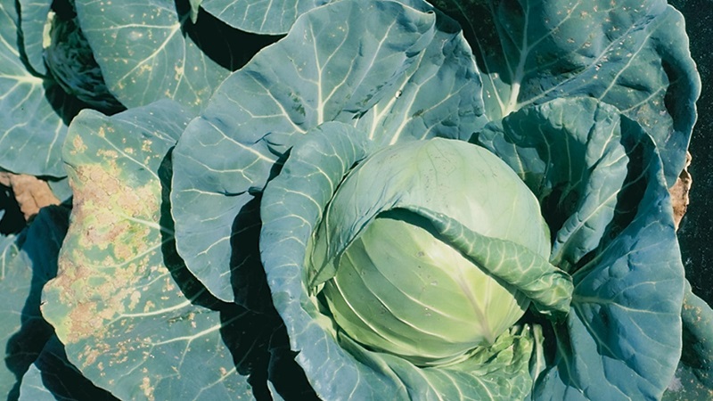 Que faire lorsque le chou pourrit sur la vigne