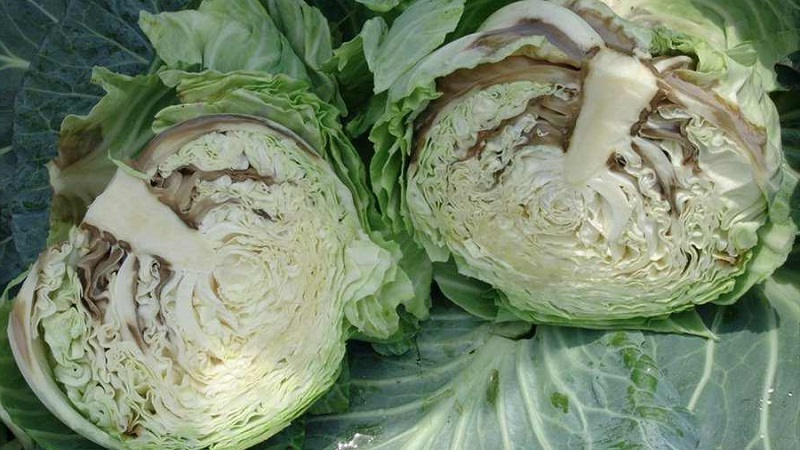 Que faire lorsque le chou pourrit sur la vigne