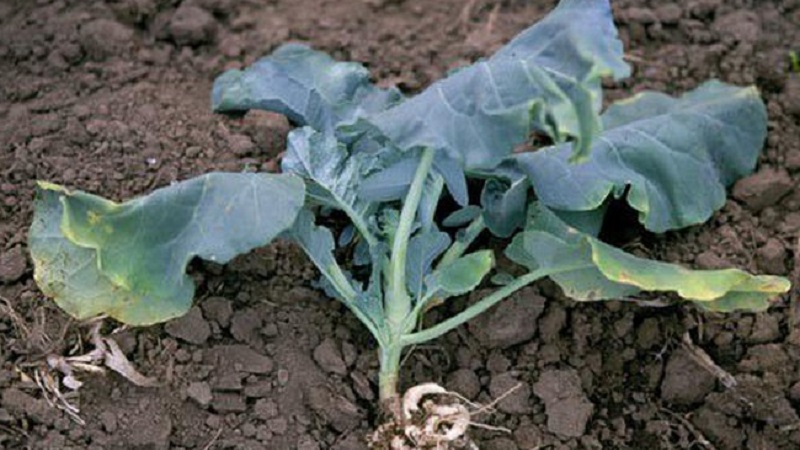 Que faire lorsque le chou pourrit sur la vigne