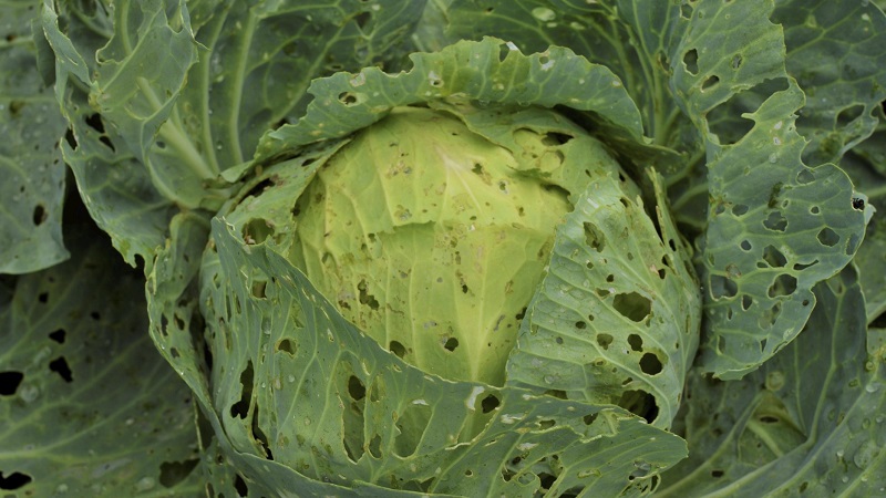 Que faire avec des trous dans les feuilles de chou