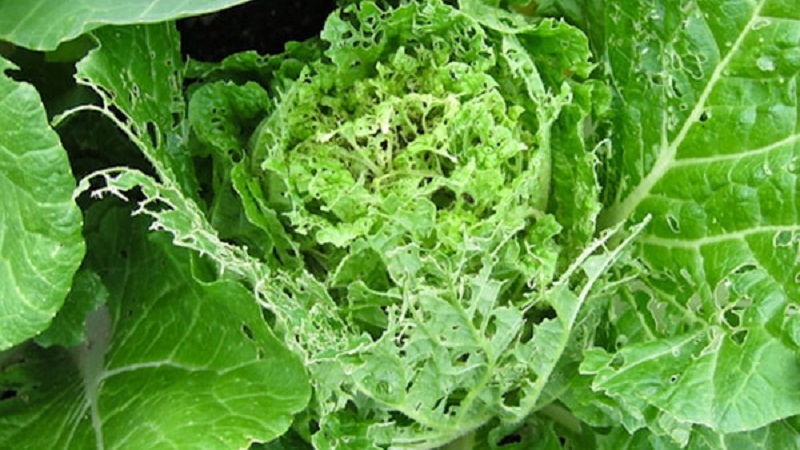 Que faire avec des trous dans les feuilles de chou