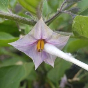 Que faire si les aubergines ne sont pas liées en plein champ et pourquoi cela se produit