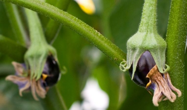 Que faire si les aubergines ne sont pas liées en plein champ et pourquoi cela se produit