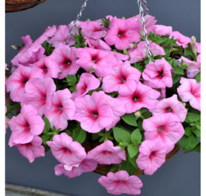 Cultiver des pétunias ampelous et des soins: pincer pour une magnifique floraison luxuriante