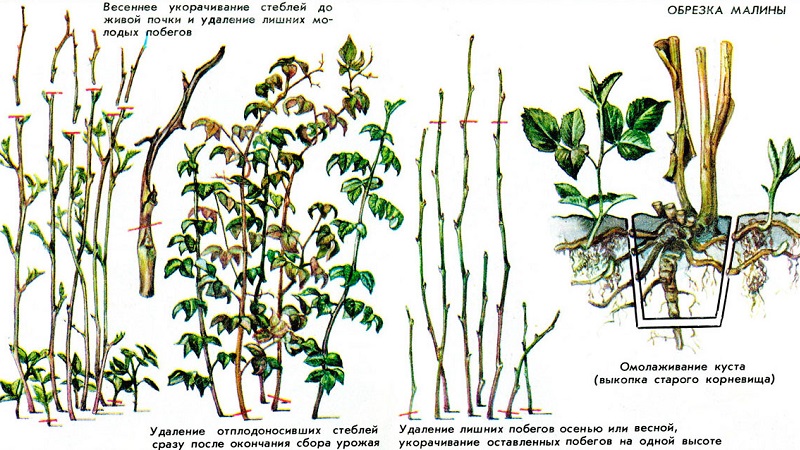 Comment et quand tailler les framboises en été après la fructification: instructions pour les jardiniers débutants