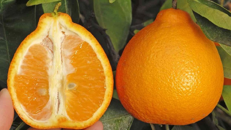 Quel est le nom du mélange d'orange et de mandarine, et quels autres hybrides d'agrumes existent