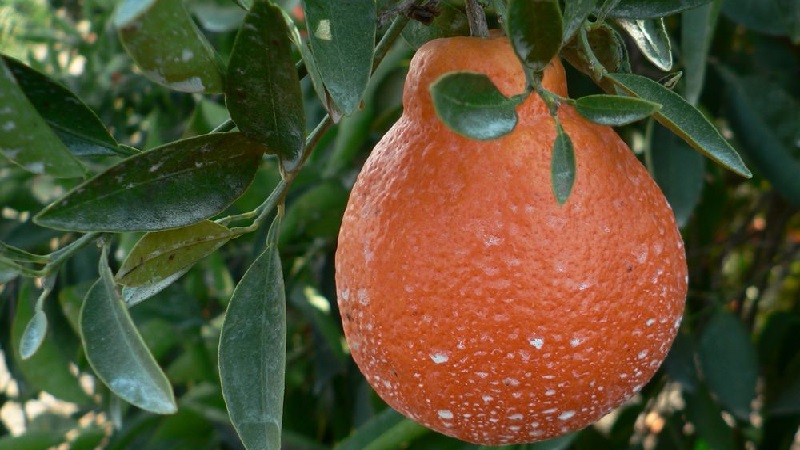 Quel est le nom du mélange d'orange et de mandarine, et quels autres hybrides d'agrumes existent