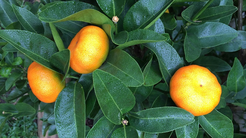 Quel est le nom du mélange d'orange et de mandarine, et quels autres hybrides d'agrumes existent