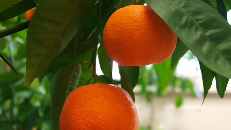 Quel est le nom du mélange d'orange et de mandarine, et quels autres hybrides d'agrumes existent