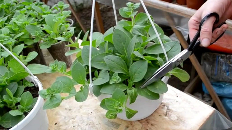 Cultiver des pétunias ampelous et des soins: pincer pour une magnifique floraison luxuriante