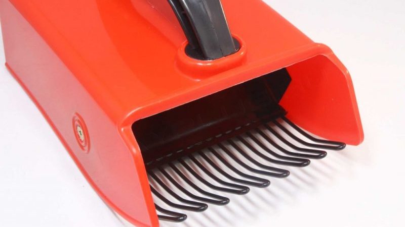 Quand les groseilles à maquereau mûrissent dans la région de Moscou et comment déterminer la maturité des baies