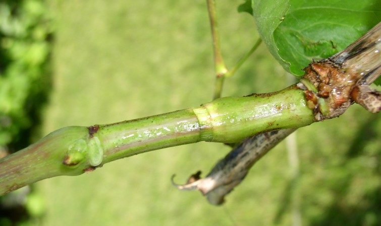 Est-il possible d'accélérer la maturation des raisins en août et comment le faire