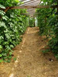 Comment bien entretenir les raisins en juillet: que faire, conseils pour les vignerons novices