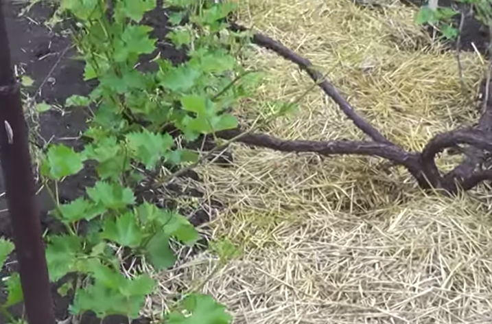 Guide de soin du raisin d'août et conseils de vignerons expérimentés