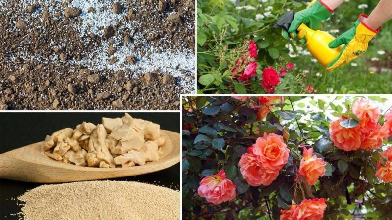 Comment et quoi nourrir les roses en juillet pour une floraison luxuriante