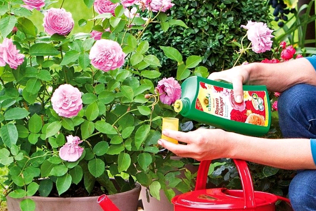 Comment et quoi nourrir les roses en juillet pour une floraison luxuriante