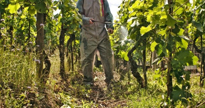 Guide de soin du raisin d'août et conseils de vignerons expérimentés