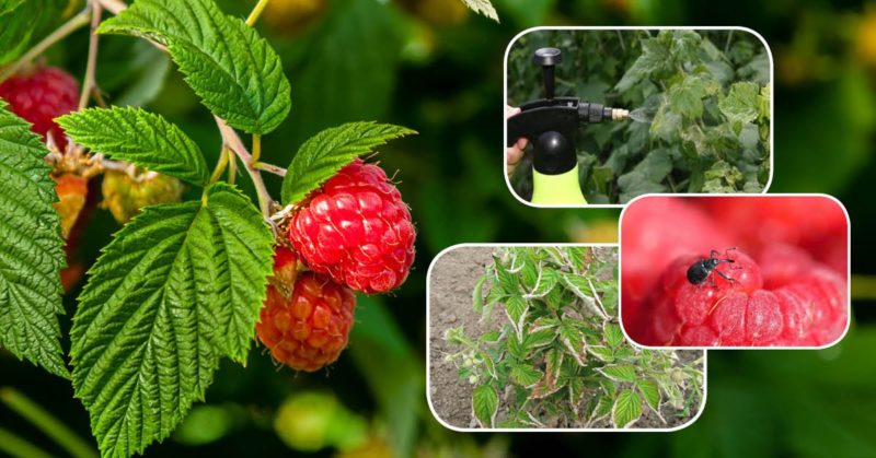 Instructions pour traiter les framboises en été contre les maladies et les ravageurs